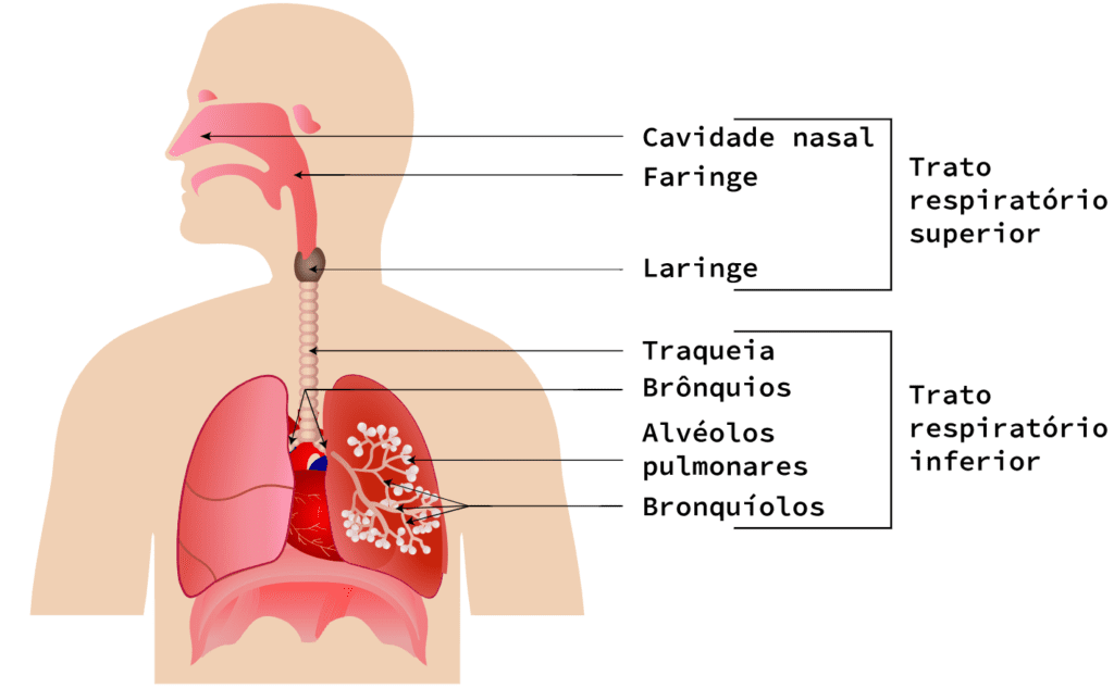 Sistema respiratório pulmonar Realize Tutoria Educacional