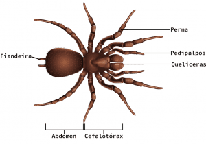 Anatomia da aranha