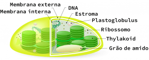 Estrutura dos cloroplastos 