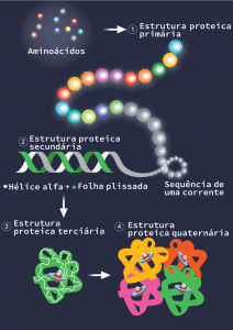 Estruturas conformacionais das proteínas