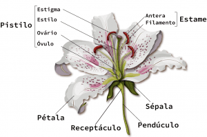 Estrutura básica de uma flor