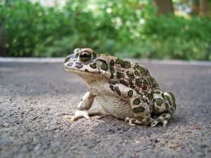 Sapo verde europeu cordados