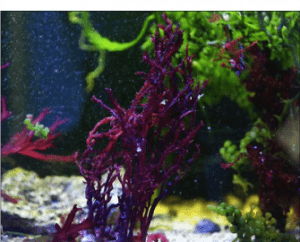 Fotografia de uma espécie de alga vermelha