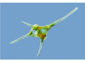 Os dinoflagelados são microscópicos e fazem parte do fitoplâncton