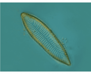 Fotografia microscópica de uma espécie de diatomáceas chamada de Surirella