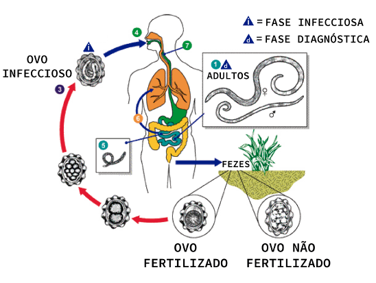 Ciclo de vida do Ancylostoma