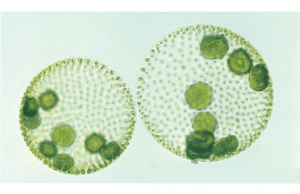 Volvox globator, uma espécie de clorofíceas ou algas verdes