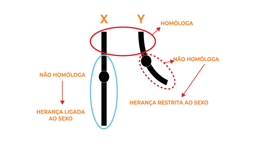 Cromossomos sexuais | Realize - Tutoria Educacional