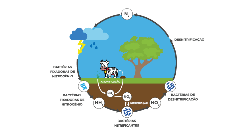 ciclo-do-nitrogenio