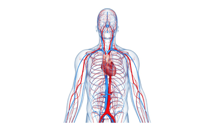 sistema-cardiovascular