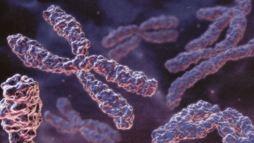 tipos-de-cromossomos
