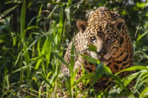 Onça no Pantanal - bioma brasileiro